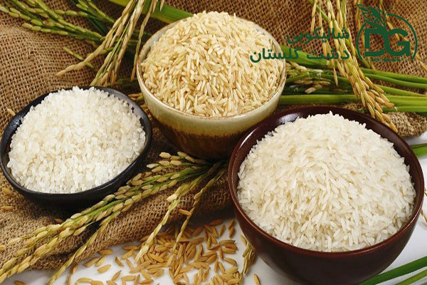 پرورش برنج