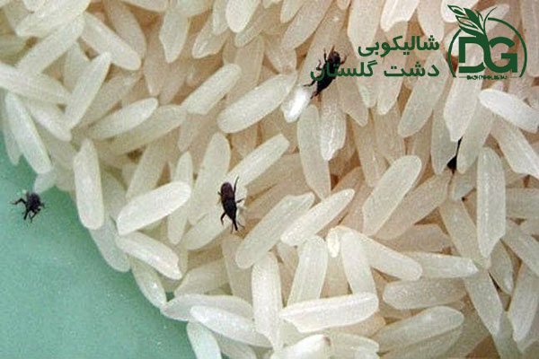 حشرات برنج